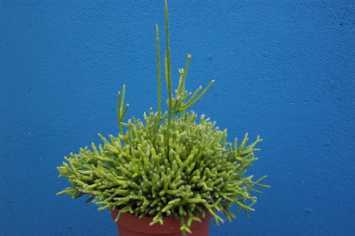 rhipsalis cereuscula 1